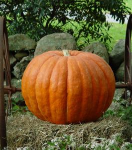 Thanksgiving harvest