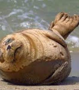 Harbor Seal smiles for the camera